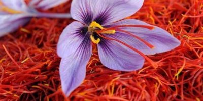 Test del Dna allo zafferano per evitare contraf...