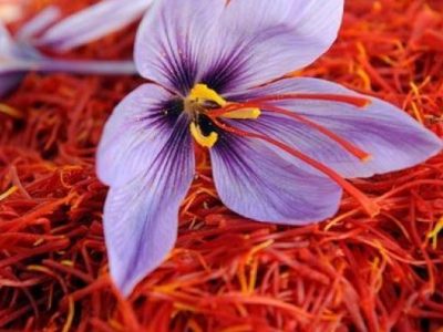 Test del Dna allo zafferano per evitare contraffazioni