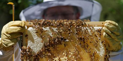 Sono sempre più frequenti    i furti di alveari...