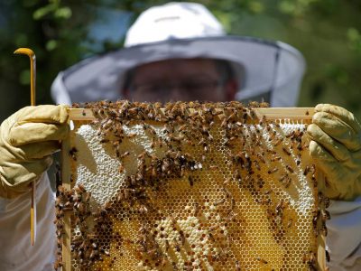 Sono sempre più frequenti    i furti di alveari: è allarme