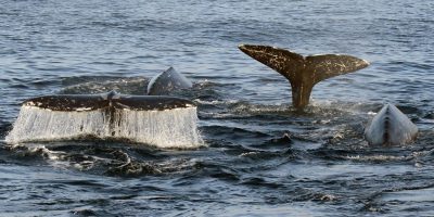 Droni per spiare i segreti della vita delle balene