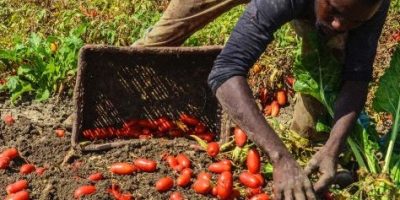 Indagini su braccianti sfruttati: tre arresti i...