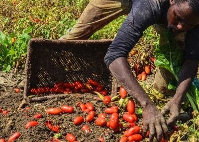 Indagini su braccianti sfruttati: tre arresti in Calabria