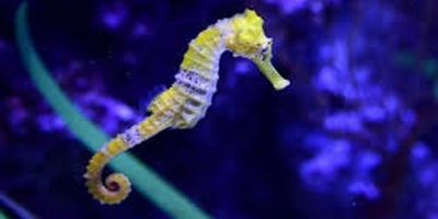 Marevivo denuncia il mercato di cavallucci mari...