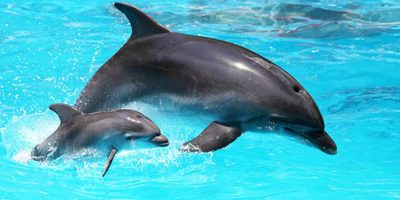 I delfini parlano tra loro, lo affermano i rice...