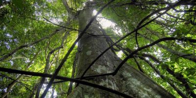 Nonostante i recenti disastri aumentano le fore...