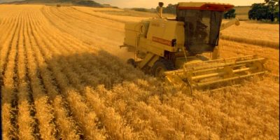 GranoSalus: “In Africa vogliono il nostro...