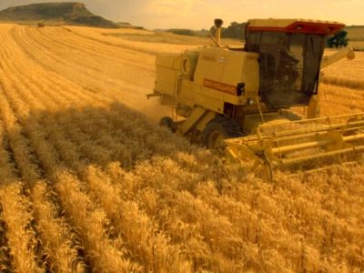 GranoSalus: “In Africa vogliono il nostro grano e non quello canadese”