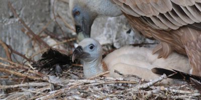 Nato il primo grifone del 2019 nel Parco dei Ne...