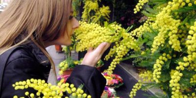 Coldiretti: mimosa esprime un valore italiano o...