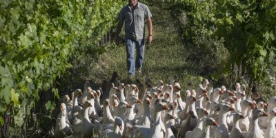 Oche tra i filari per non ricorrere ai diserban...