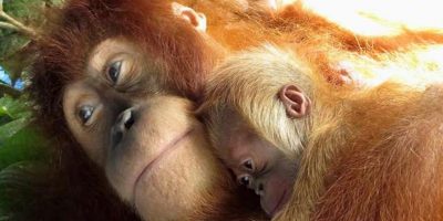 Femmina di orango massacrata, morto il piccolo