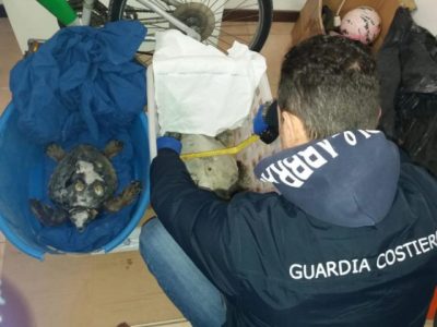 Salvate due tartarughe “Caretta caretta” avevano ingerito plastica