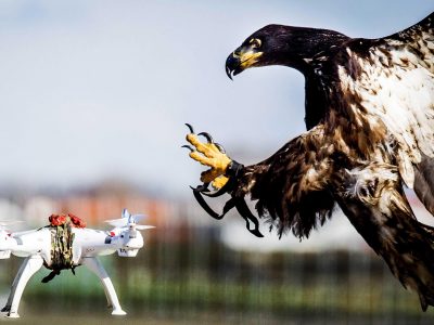 Ginevra: si addestrano aquile contro droni