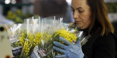 8 Marzo: prezzo delle mimose +370% in una setti...