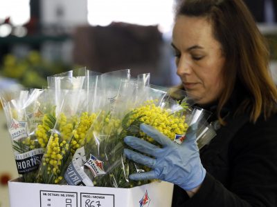 8 Marzo: prezzo delle mimose +370% in una settimana