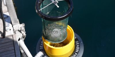 Seabin, il cestino dei rifiuti del mare, è arri...