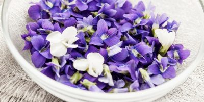 Parma e le sue violette esposte al pubblico nel...