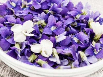 Parma e le sue violette esposte al pubblico nel Giardino Ducale