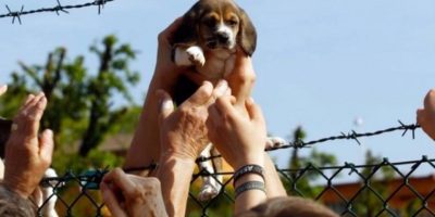 Addio a Vita, simbolo della lotta alla vivisezione