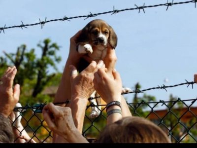 Addio a Vita, simbolo della lotta alla vivisezione