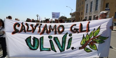 Xylella: due cortei stamani a Lecce per chieder...