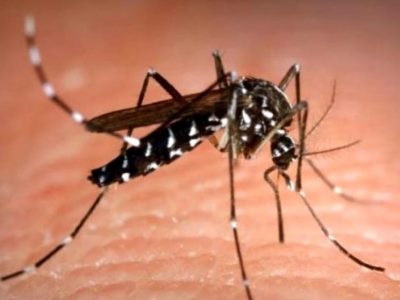 L’Italia potrebbe diventare habitat ideale per le zanzare