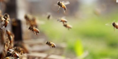 Le api sono stressate e non volano più, -41% di...
