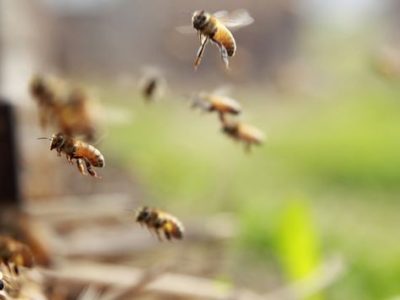 Le api sono stressate e non volano più, -41% di miele prodotto in Italia