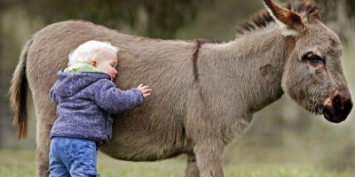 Pet therapy, perché l’asino può diventare...