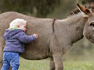 Pet therapy, perché l’asino può diventare un valore aggiunto…