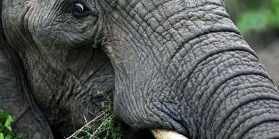 In Sudafrica, bracconiere travolto e ucciso da ...