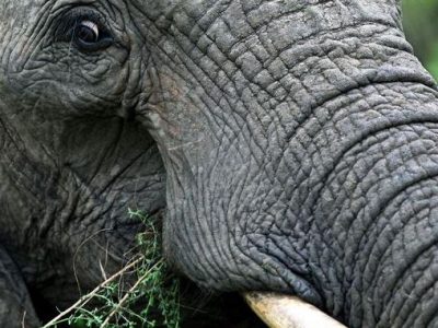 In Sudafrica, bracconiere travolto e ucciso da elefante
