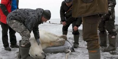 Orso popolare raggiunge la Russia e viene ̶...