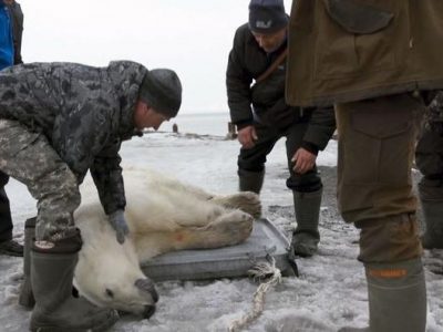 Orso popolare raggiunge la Russia e viene “rimpatriato”