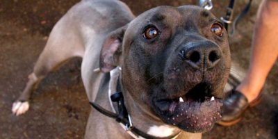Pitbull scappa al padrone e aggredisce due bambini