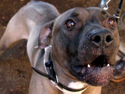 Pitbull scappa al padrone e aggredisce due bambini