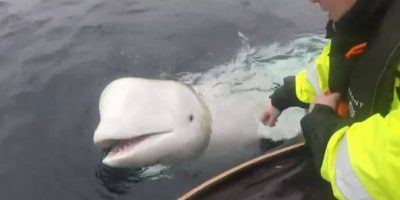 Norvegia: scoperto un beluga “arruolato&#...