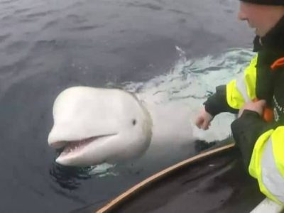 Norvegia: scoperto un beluga “arruolato” dai militari russi