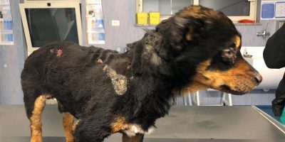 Cagnolino torturato con il fuoco. Curato in cli...