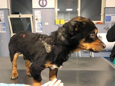 Cagnolino torturato con il fuoco. Curato in clinica veterinaria