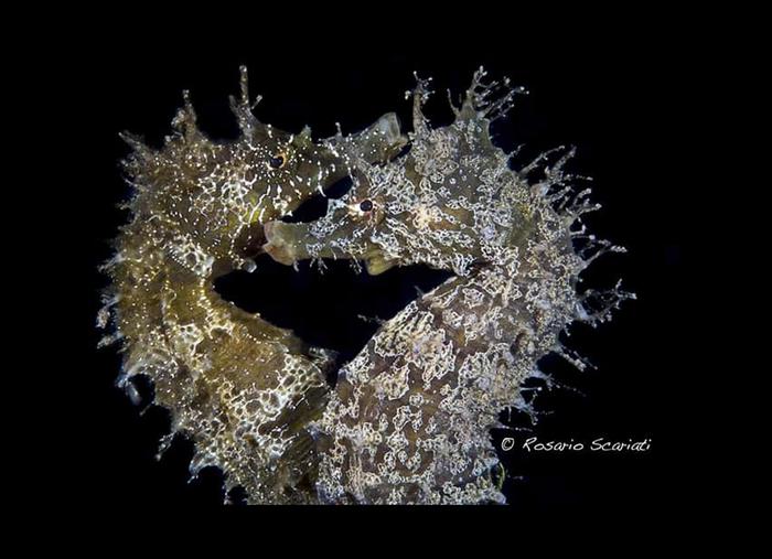 foto cavallucci marini abbracciati