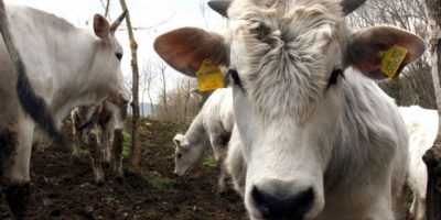 Con la Chianina e la Frisona, a scoprire la zoo...