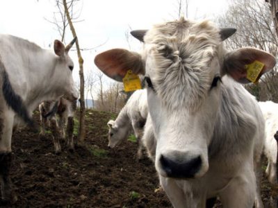 Con la Chianina e la Frisona, a scoprire la zootecnia italiana