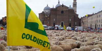 Dazi: un gregge di mille pecore della Coldirett...