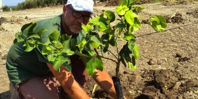 Tutti possono piantare un albero e aiutare l...