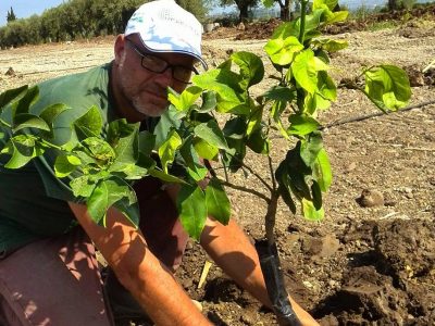 Tutti possono piantare un albero e aiutare l’ambiente grazie a Treedom