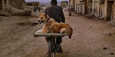 “Animals” 60 immagini sugli animali...