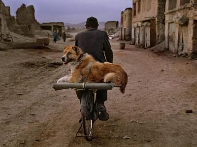 “Animals” 60 immagini sugli animali nella catastrofe ecologica
