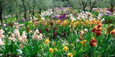 Fiori Made in Italy: Coldiretti scede in campo ...